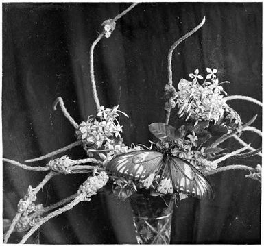 Butterfly on flower arrangement in a vase, Rabaul, New Guinea, ca. 1936 / Sarah Chinnery