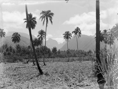 [Clearing in Pacific Island location]