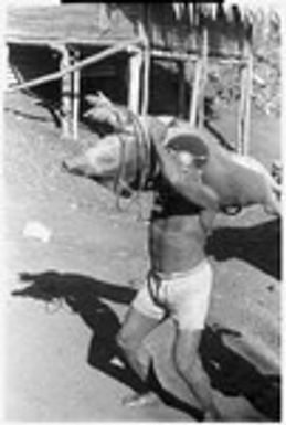 Lifting pig to take to shrine. Sacrifice by people of Kwailala'e