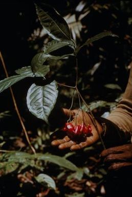 [Ervatamia orientalis close-up in Lae, Papua New Guinea]