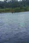 Fording a river before truck crossing, Buin-Boku Road, [Papua New Guinea, 1963?]