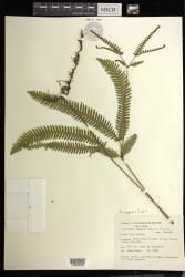 Dicranopteris linearis