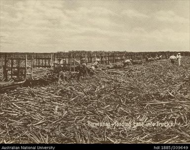 Loading cane trucks after harvest