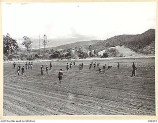 WAU, NEW GUINEA. 1945-10-17. NATIVES SOWING BEANS AT THE FARM OPERATED BY MEMBERS OF 5 INDEPENDENT FARM PLATOON. THOUGH THE FARM IS EQUIPPED WITH A MECHANICAL MOWER, HAND SOWING HAS BEEN FOUND MORE ..