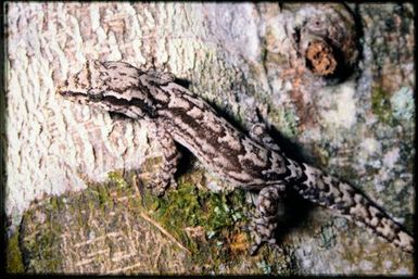 Lepidodactylus lugubris