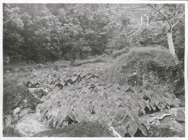 Pacific Islands - Cook Island - Rarotonga - Agriculture