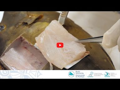 Échantillonnage biologique de poissons récifaux : Prélèvement de muscle