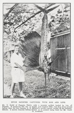 Huge sailfish captured with rod and line