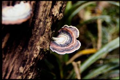 Bracket fungi on rotten log