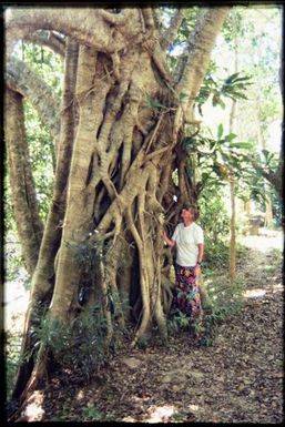 Mniarogekko chahoua