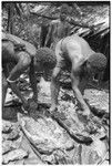 Unwrapping and eating the gwasu taro and coconut pudding, as part of desacralization ritual connected with mourning