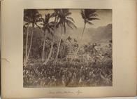Taro Plantation, Fiji