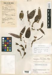 Saccoglossum lanceolatum