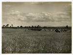 Students harvesting wheat with a horse-drawn header, Queensland Agricultural High School and College, 1928