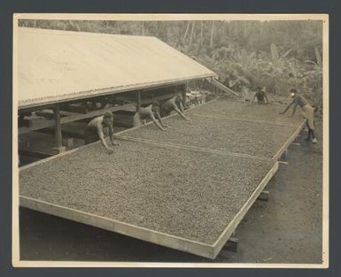 [Cocoa drying in East New Britain Province, Gazelle Peninsula, Papua New Guinea] Australian News and Information Bureau