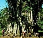 Bill Rodman in the Shade of the Banyan