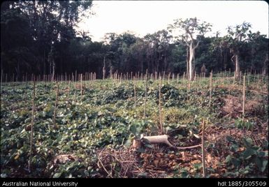 Malekula, Vanuatu