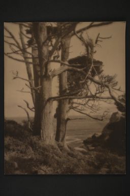 [Cypress trees - Point Lobos, Carmel-by-the-Sea]