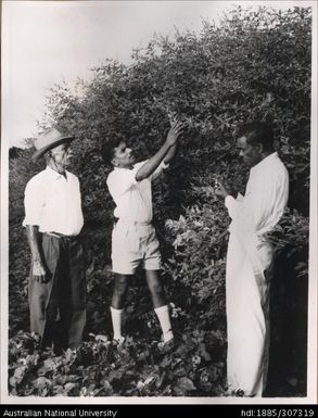 Field Officer inspecting crop