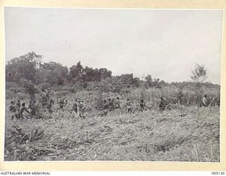 KIARIVU, NEW GUINEA, 1945-08-07. CLEARING THE FORMER AIRSTRIP OF JUNGLE AND KUNAI AFTER ITS CAPTURE BY 2/7 INFANTRY BATTALION. IT IS ESTIMATED THAT THE STRIP WILL BE 400 YARDS LONG AND MAY BE USED ..