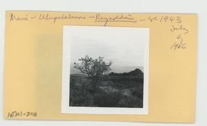[Reynoldsia in Hawaii, envelope IE24-256]