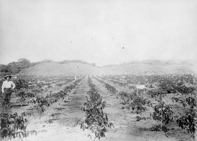 Coffee rows at Na Soqo plantation