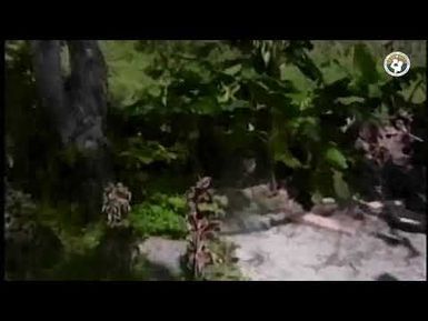 KVZK TV Live Stream CH2