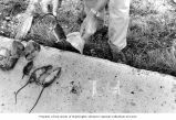 Biologist William Jackson collecting rats for study that were trapped on Enjebi Island, summer 1964