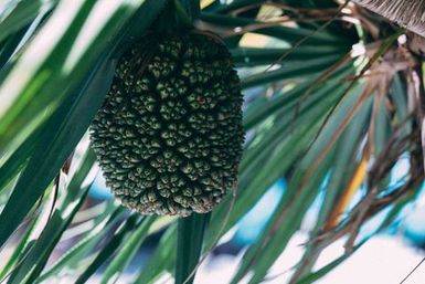 Pandanus fruit, Atafu, Tokelau