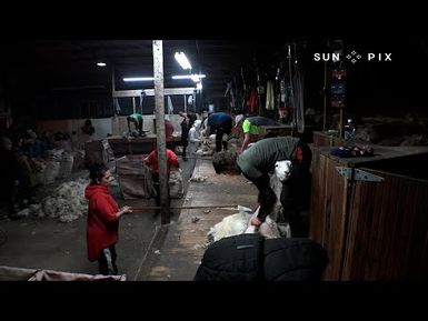 The sheep shearing family flying the Pacific flag in the Deep South