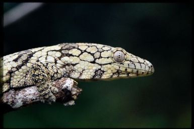 Eurydactylodes vieillardi