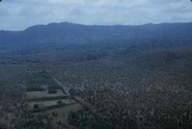 [Palm tree farm on Efate Island, Vanuatu]