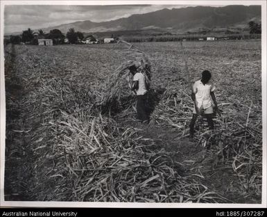 Farmers moving cane trash