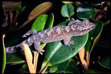 Gecko sp.