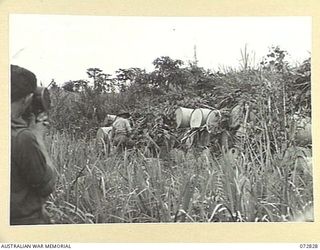 MADANG, NEW GUINEA, 1944-04-30. ONE OF THE DUMPS OF HIGH OCTANE AVIATION SPIRIT ABANDONED BY THE JAPANESE AT MADANG AIRFIELD. THE PETROL HAS BEEN FOUND SUITABLE FOR USE IN THE MOTORS IN HMA MOTOR ..