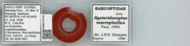 macrophallus