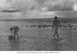 Robert Josephson (left) and Steven March collecting specimens on Japtan Island's ocean reef, summer 1964