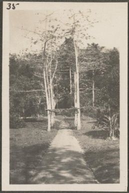 Footpath between Kapok trees in the Botanical Gardens, Rabaul, New Britain Island, Papua New Guinea, approximately 1916