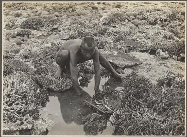 The Shore Reef, Mailu Island, [man collecting shellfish, Papua New Guinea]