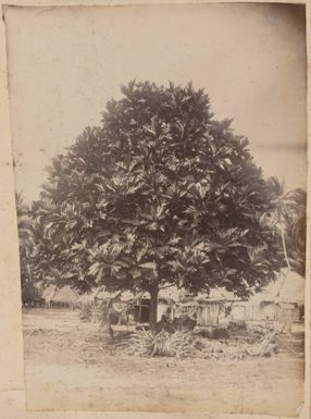 Nui, Tuvalu, 1886