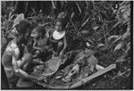 Pig festival, uprooting cordyline ritual, Tsembaga: man butchers female pig that has been sacrified to spirits of high ground