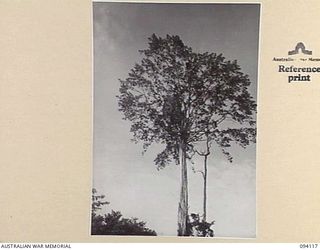 BUNA, NEW GUINEA, 1945-07-03 TO 1945-07-04. AT THE BASE OF THIS TREE THE BATTLE HQ 2/9 INFANTRY BATTALION WAS SITUATED. BEING THE TALLEST TREE OF THE AREA THE JAPANESE USED IT AS A TARGET CAUSING ..