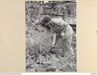 LAE, NEW GUINEA, 1945-05-18. SERGEANT W.L. WILSON, AUSTRALIAN WOMEN'S ARMY SERVICE BARRACKS, DIGGING UP A TOMATO PLANT FROM THE BANKS OF THE BUSU RIVER FOR HER BARRACK GARDEN DURING A TOUR OF THE ..