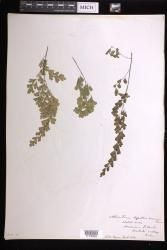 Adiantum capillus-veneris