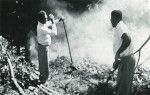 Preparation of a traditional meal : men moving ardent stones on which bougna will cook