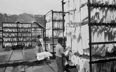 Workers putting latex on racks, Itikinumu rubber plantation, Central District, Papua New Guinea, approximately 1968 / Robin Smith