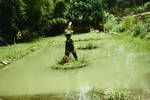 The "guardian" of Bimai's carp pond, Eastern Highlands, 1964