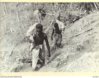 YAULA, NEW GUINEA, 1944-04-11. NATIVE CARRIERS CARRYING SUPPLIES UP A MOUNTAINSIDE TO FORWARD TROOPS OF THE 57/60TH INFANTRY BATTALION