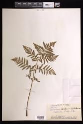 Pteridium aquilinum