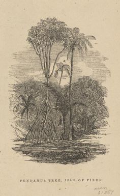 Pendamus [i.e. pandanus] tree, Isle of Pines